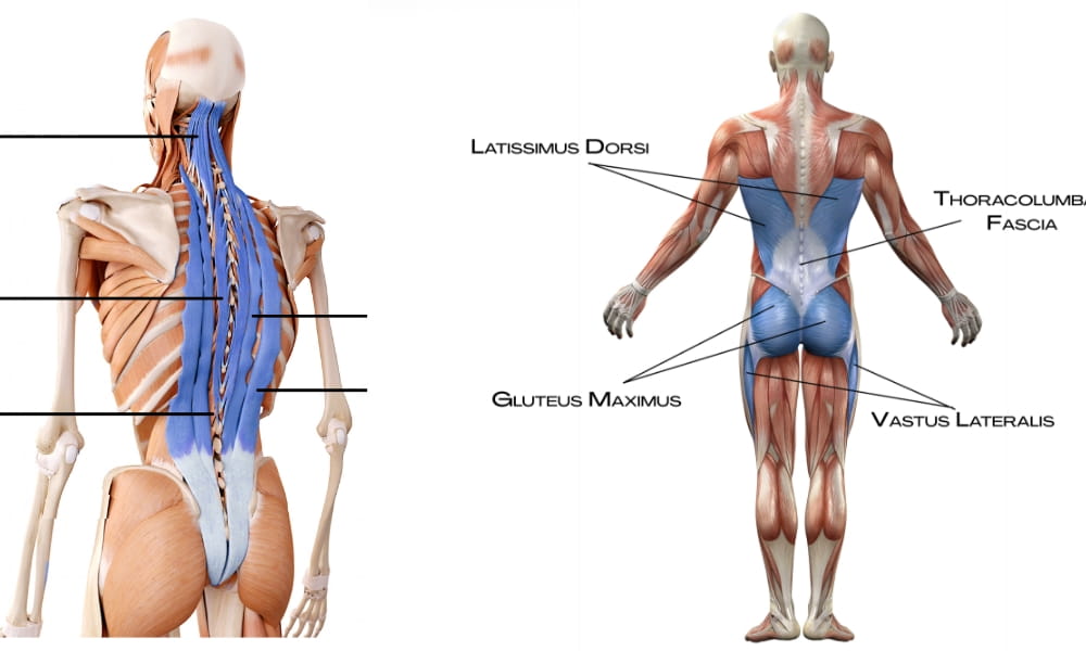 腰に関連する筋膜