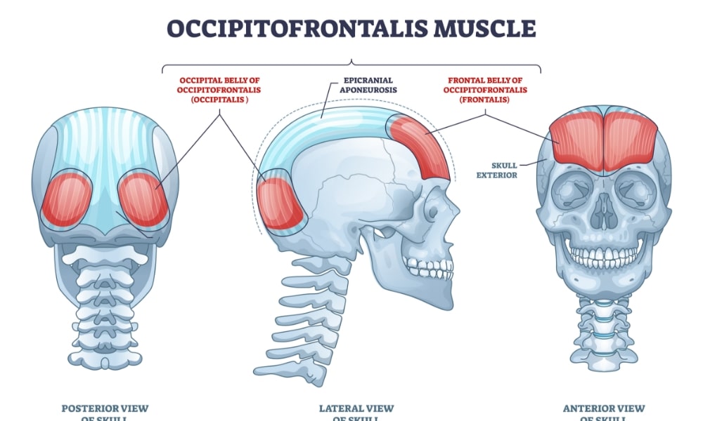 帽状腱膜と頭痛の関係