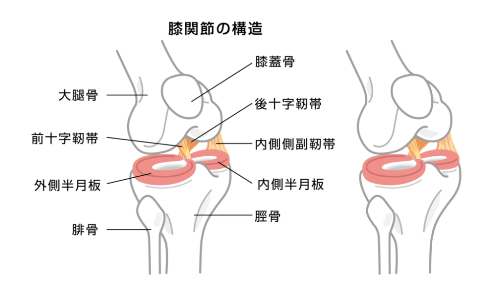 膝関節の構造